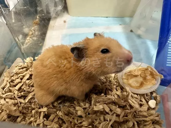 保護ペットの画像