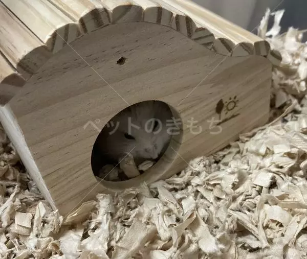 迷子ペットの画像