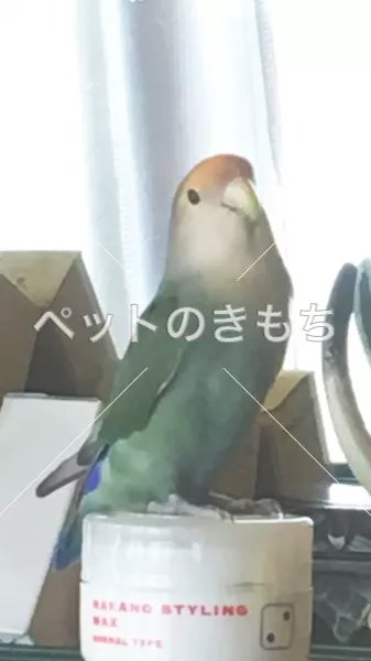 迷子鳥の画像