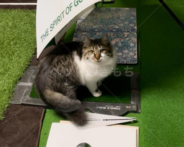 迷子猫の画像