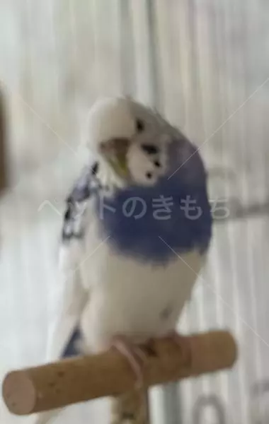迷子鳥の画像