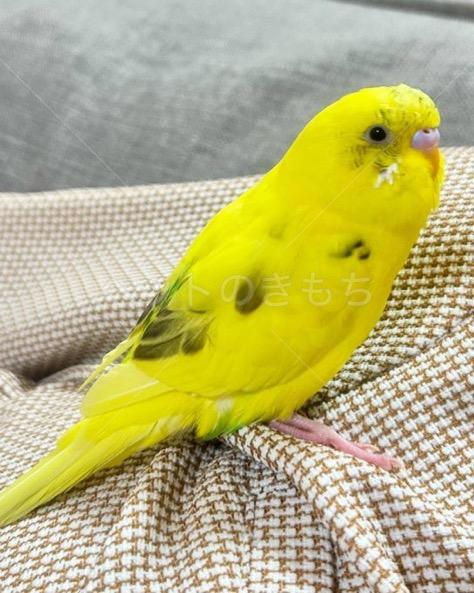 迷子鳥の画像