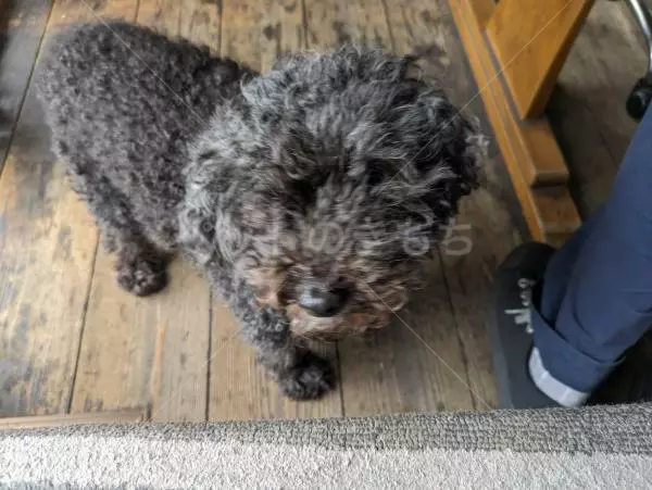 コメントの画像