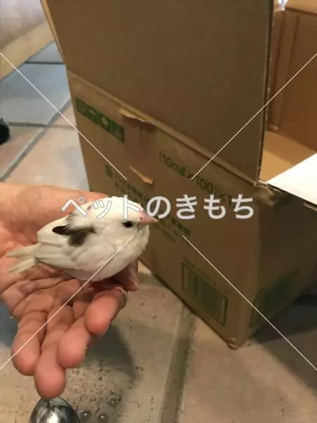保護鳥の画像