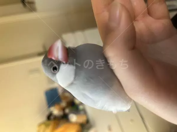 迷子鳥の画像