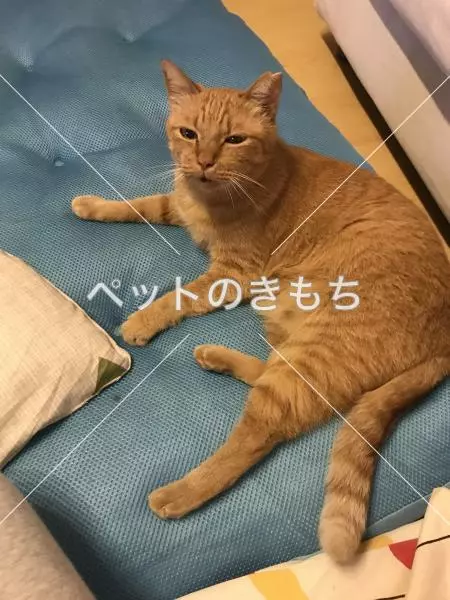 迷子猫の画像
