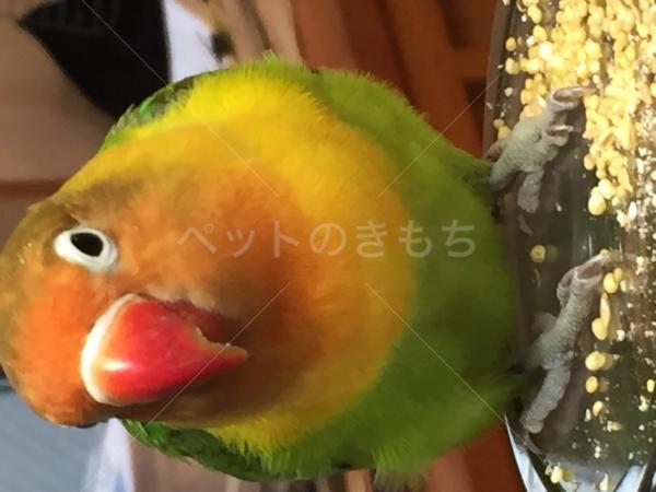 迷子鳥の画像