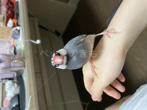 迷子鳥の画像