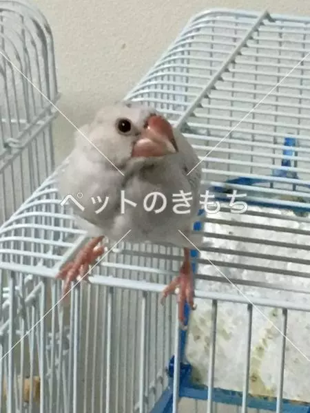 迷子鳥の画像