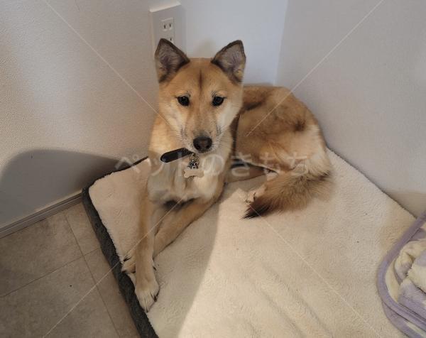 迷子犬の画像