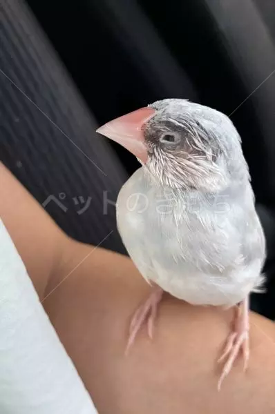 迷子鳥の画像