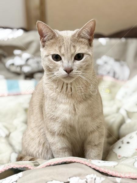 迷子猫の画像