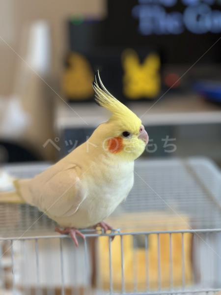 迷子鳥の画像