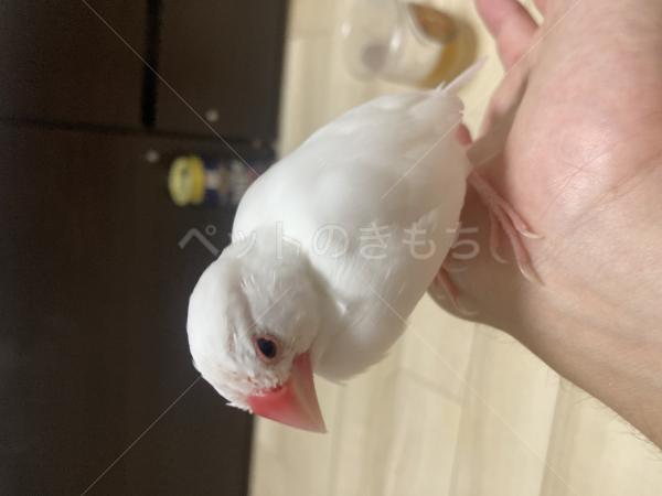 迷子鳥の画像