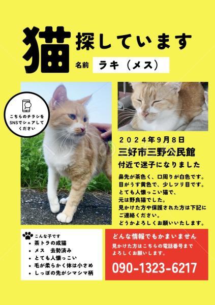 迷子猫の画像