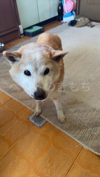 迷子犬の画像