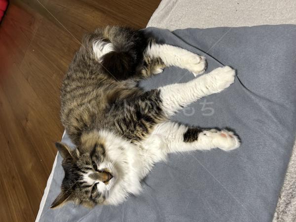 迷子猫の画像