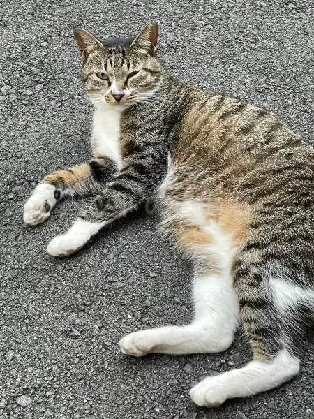 迷子猫の画像