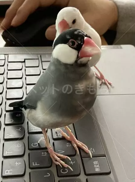 迷子鳥の画像