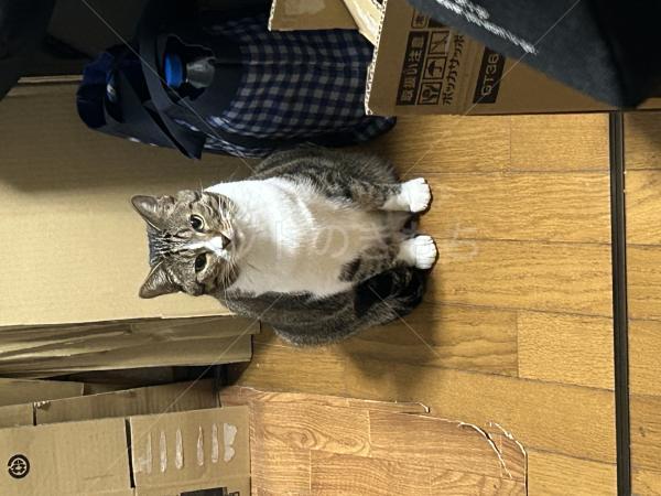 迷子猫の画像