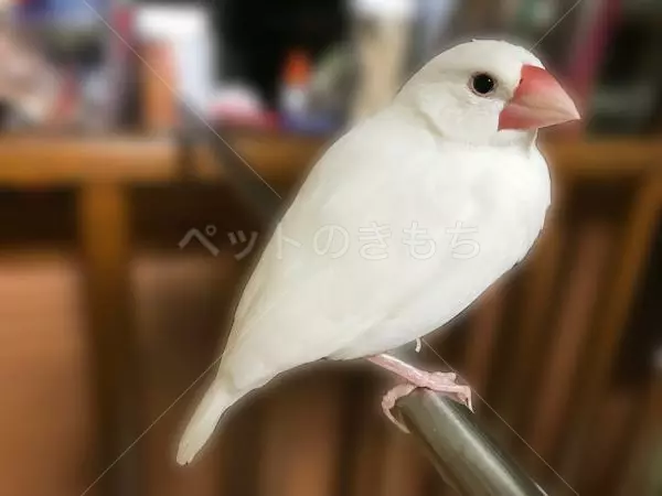 迷子鳥の画像