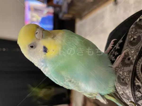 迷子鳥の画像