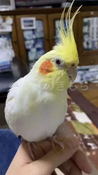 迷子鳥の画像