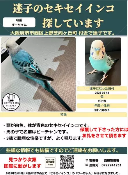 迷子鳥の画像