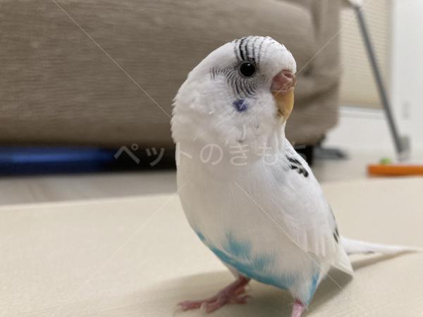 迷子鳥の画像