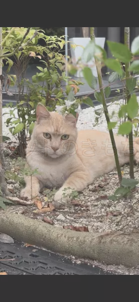 コメントの画像