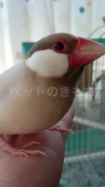 迷子鳥の画像