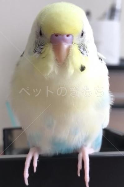 迷子鳥の画像