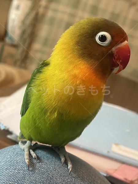 迷子鳥の画像