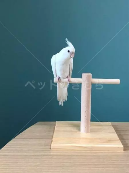 迷子鳥の画像