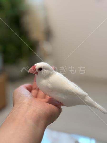 迷子鳥の画像