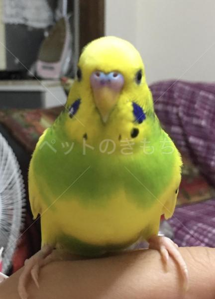 迷子鳥の画像