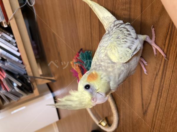 迷子鳥の画像