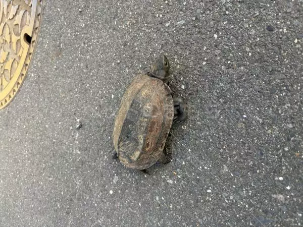 保護ペットの画像