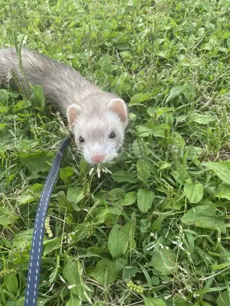 迷子ペットの画像