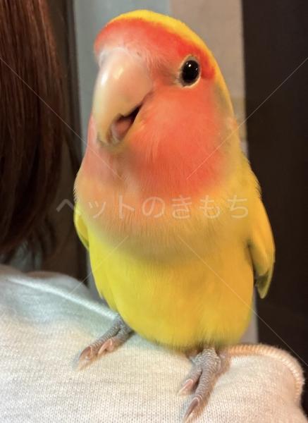 迷子鳥の画像