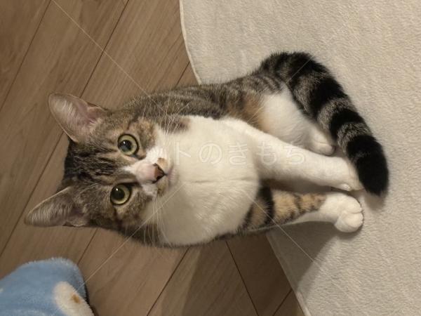 迷子猫の画像