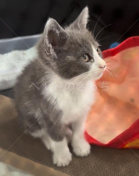 保護猫の画像