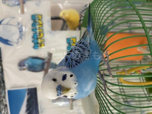 迷子鳥の画像