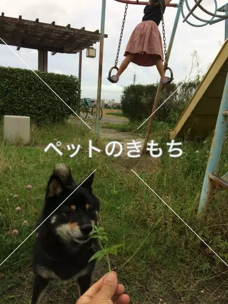 迷子犬の画像
