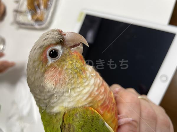 迷子鳥の画像