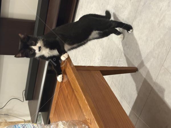 迷子猫の画像