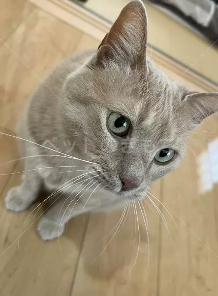 迷子猫の画像