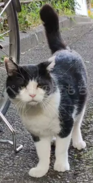 迷子猫の画像