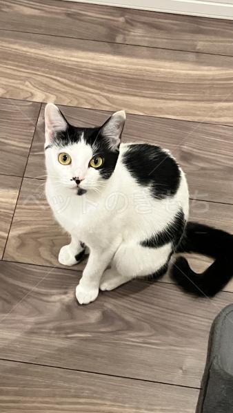 迷子猫の画像