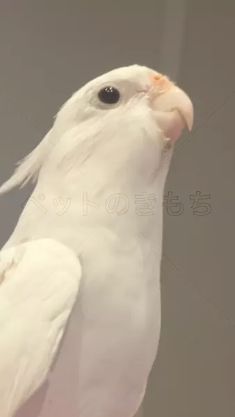 迷子鳥の画像